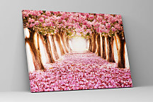 Obraz Stromy s ružovými kvetmi zs1259